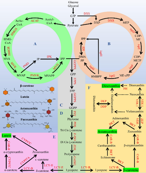 leyu手机版登录入口滨州医学院高政权教授团队在生物技术TOP期刊 Biotec(图3)